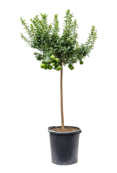 Sinaasappelboom Aurantium Chinotto XL
