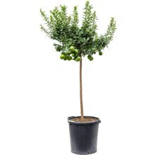 Citrus Aurantium