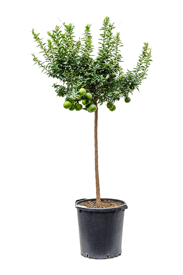 Sinaasappelboom Aurantium Chinotto XL