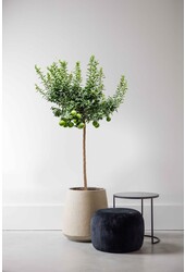 Sinaasappelboom Aurantium Chinotto XL