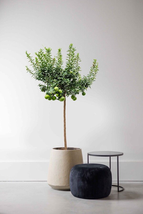 Sinaasappelboom Aurantium Chinotto XL