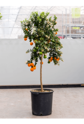 Sinaasappelboom Aurantium Chinotto XL