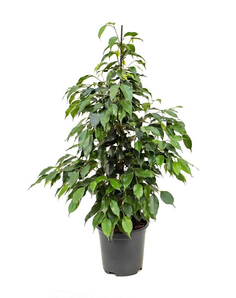 Ficus Danielle