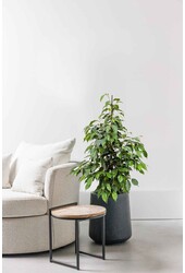 Ficus Danielle