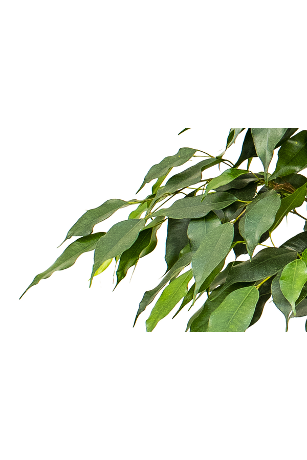 Ficus Danielle