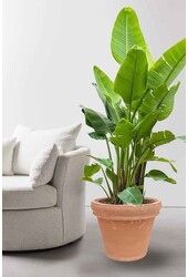 Strelitzia Kingsize in Terra Cotta