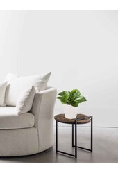 Peperomia poivrier nain dans B.For Soft