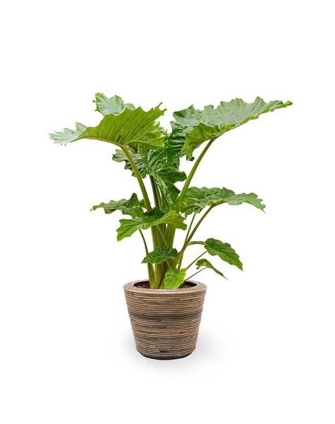 Rotin | Alocasia