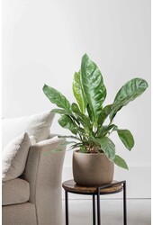 Anthurium Jungle King L