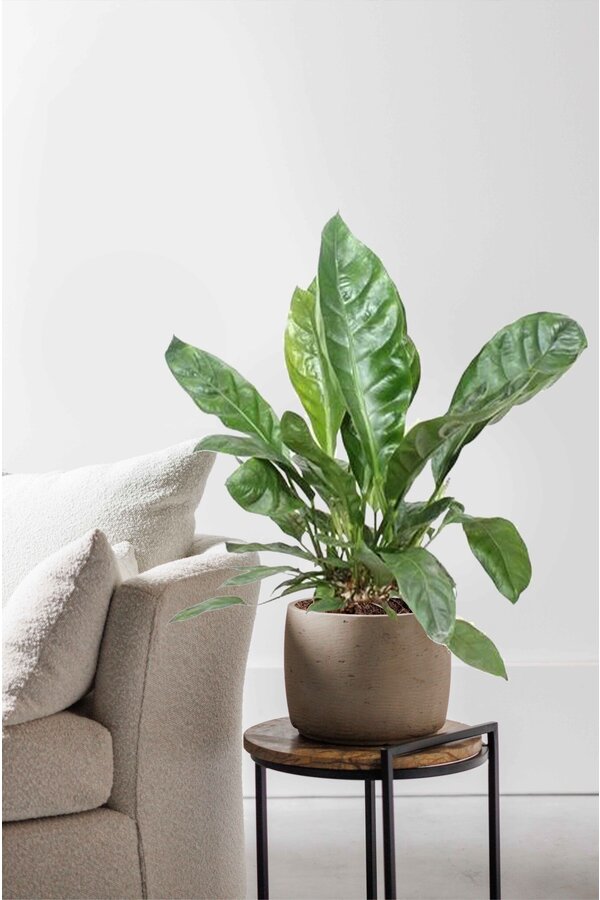 Anthurium Jungle King L
