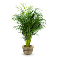 Rotan | Areca
