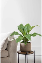 Anthurium Jungle King Small