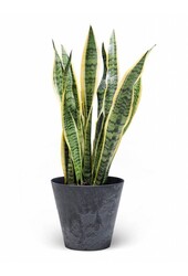 Sansevieria Langue de belle-mère En Claire