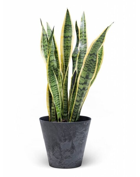 Artstone Artstone | Sansevieria