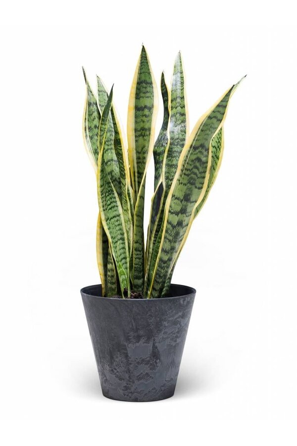Sansevieria Langue de belle-mère En Claire