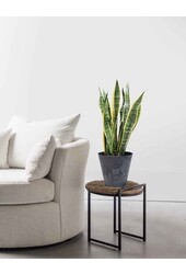 Sansevieria Langue de belle-mère En Claire