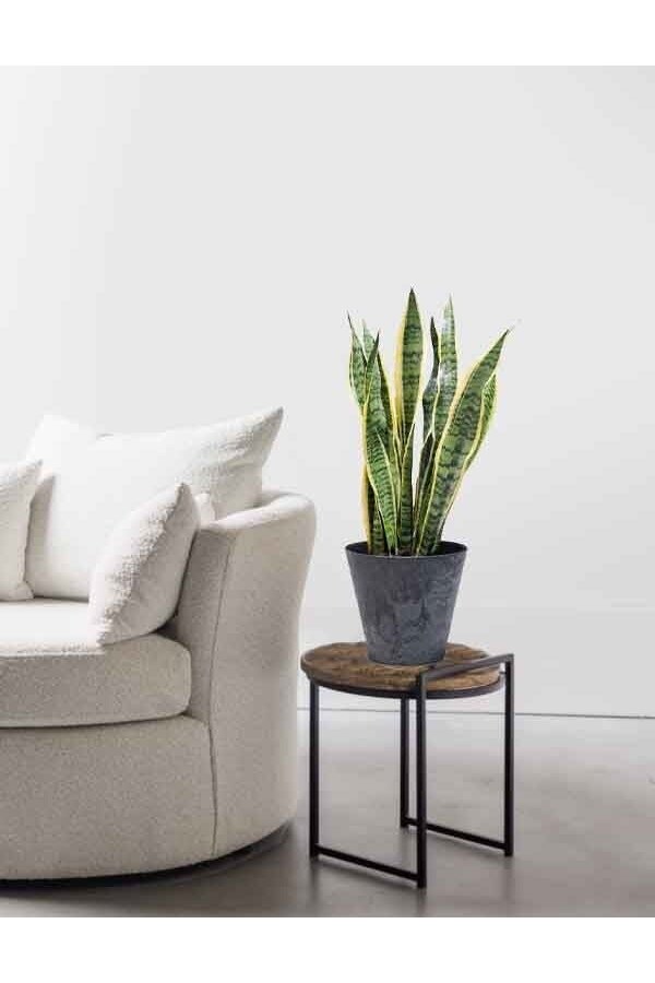 Sansevieria Langue de belle-mère En Claire
