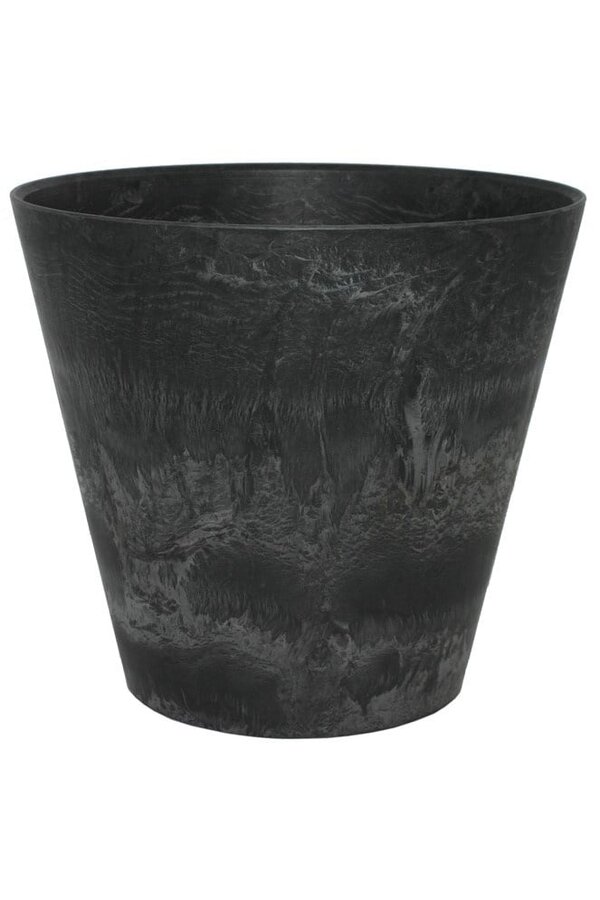 Sansevieria Langue de belle-mère En Claire