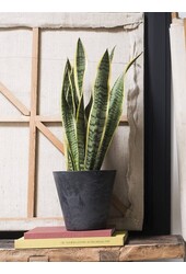 Sansevieria Vrouwentong In Claire
