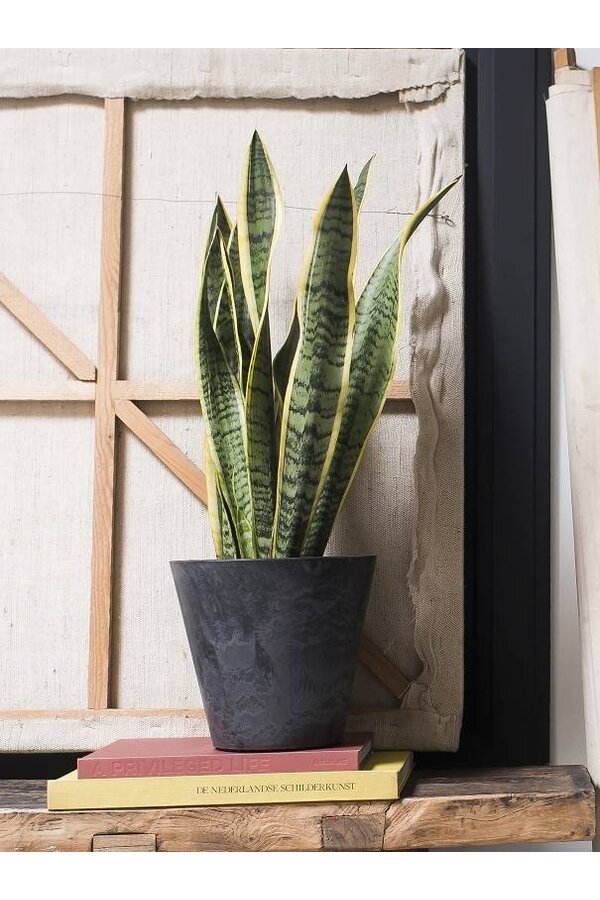 Sansevieria Langue de belle-mère En Claire