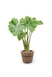 Alocasia Portadora dans un pot sec en rotin