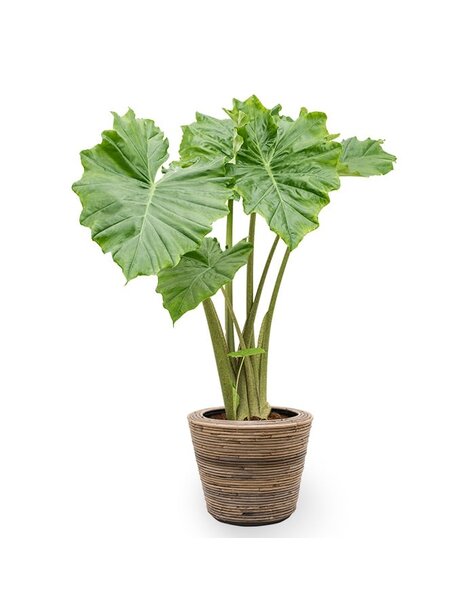 Rotin | Alocasia