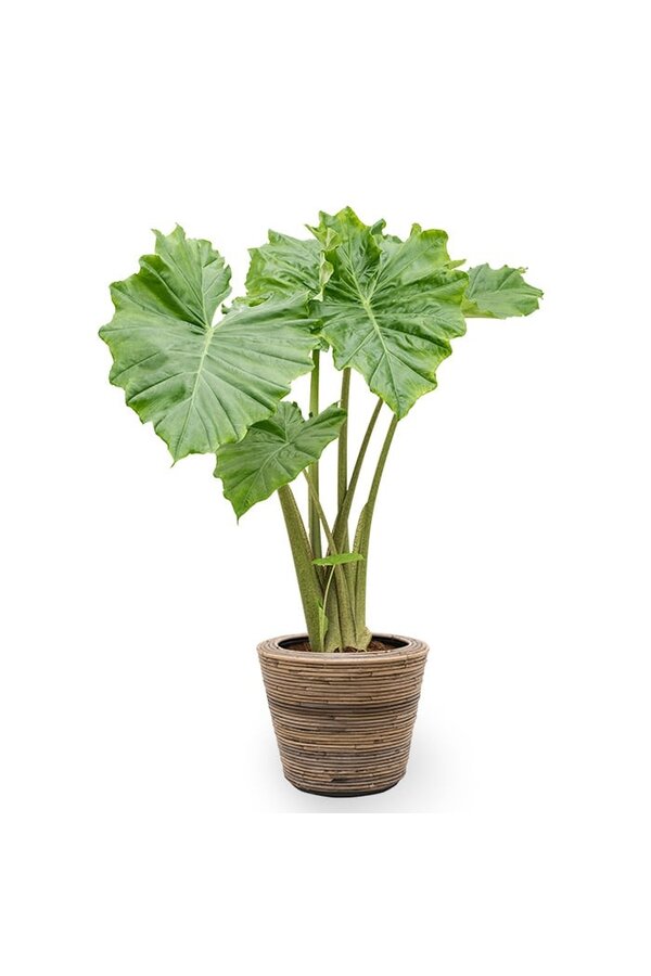 Alocasia Portadora in Drypot Rattan