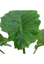 Alocasia Portadora in Drypot Rattan