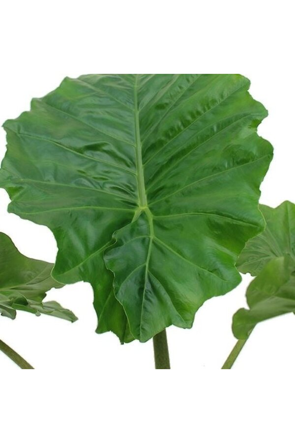 Alocasia Portadora in Drypot Rattan