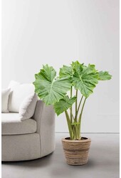 Alocasia Portadora dans un pot sec en rotin