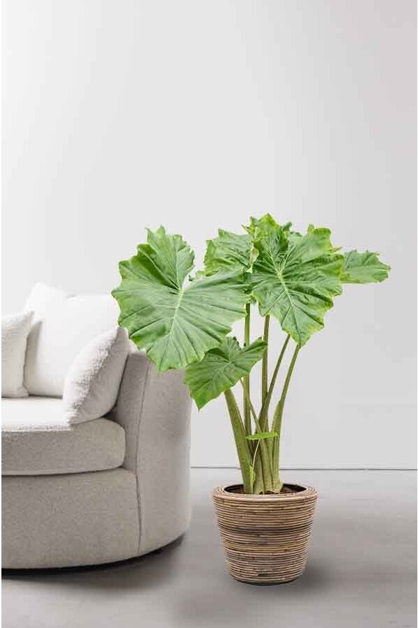 Alocasia Portadora dans un pot sec en rotin