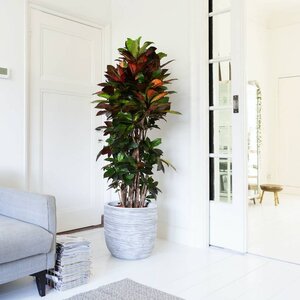 Wonderstruik Croton
