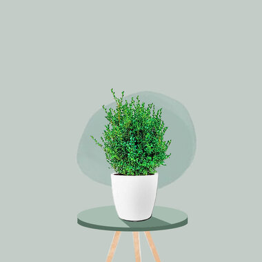 Buxus