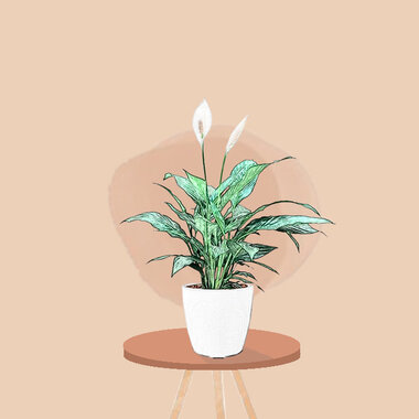 Spathiphyllum Lepelplant