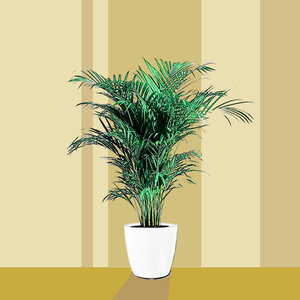 Areca Dypsis Lutenscens (Palmier doré)