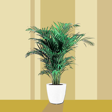 Areca Dypsis Lutenscens (Goudpalm)