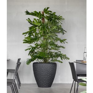 Grote kantoorplant in pot