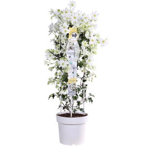 Klimplanten