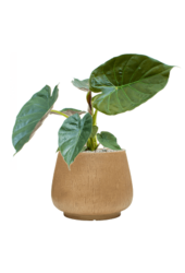 Baq Raindrop Darcy Brown Beige