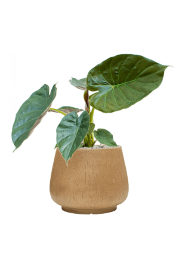 Baq Raindrop Darcy Brown Beige