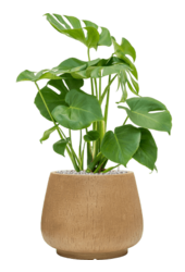 Baq Goutte de pluie Darcy Marron Beige