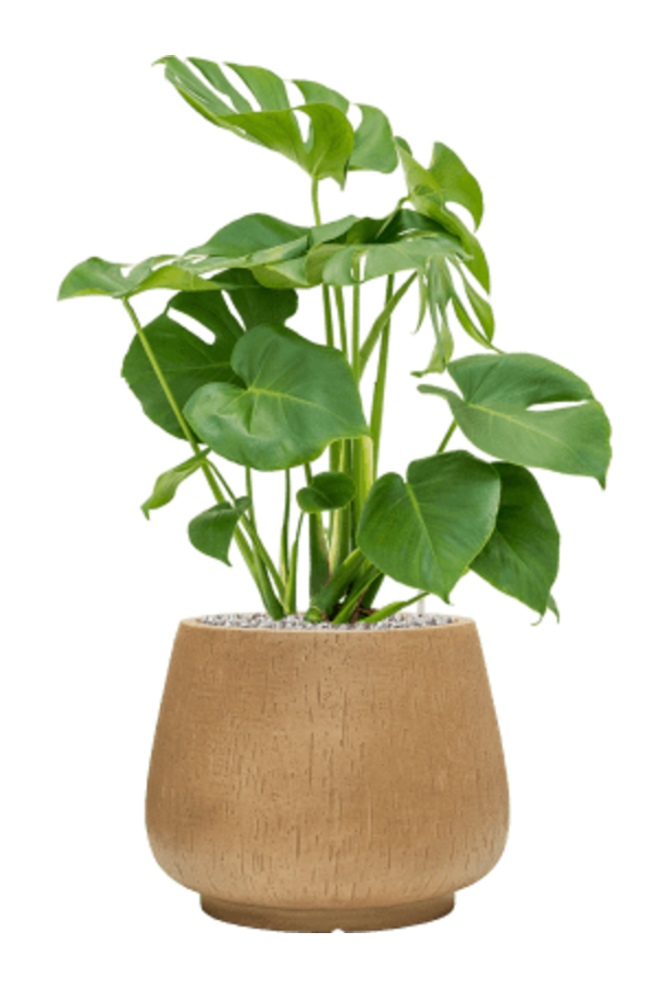 Baq Goutte de pluie Darcy Marron Beige