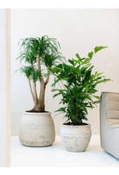 Mediterranean Hestia L Chalk White