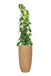 Baq Raindrop Partner Marron Beige