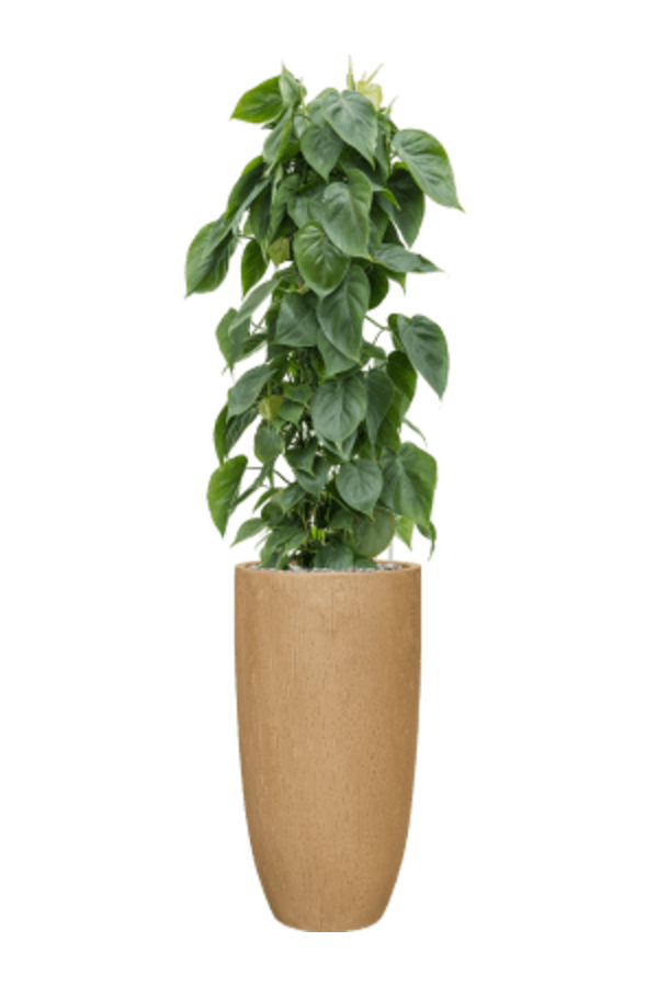 Baq Raindrop Partner Marron Beige