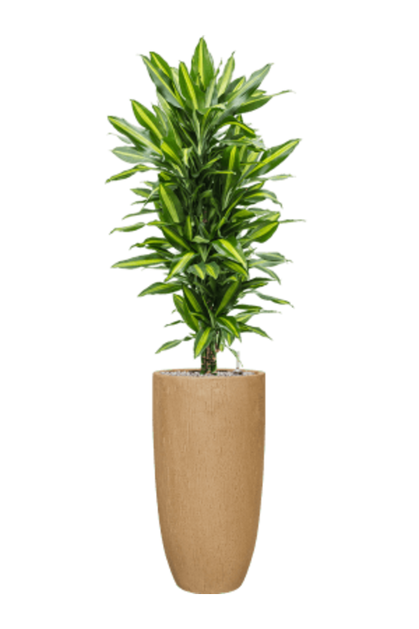 Baq Raindrop Partner Marron Beige