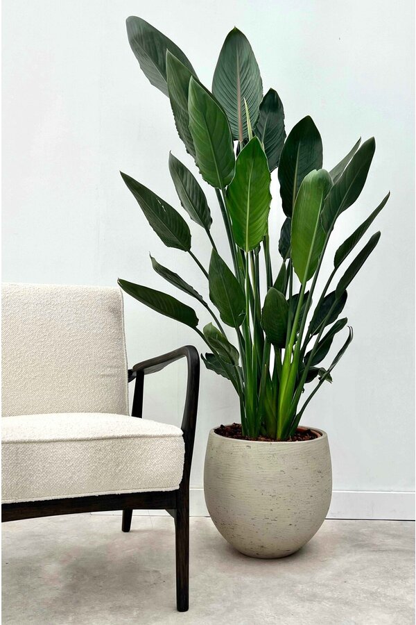 Strelitzia reginae  L