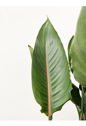 Strelitzia reginae  L