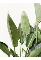 Strelitzia reginae  L