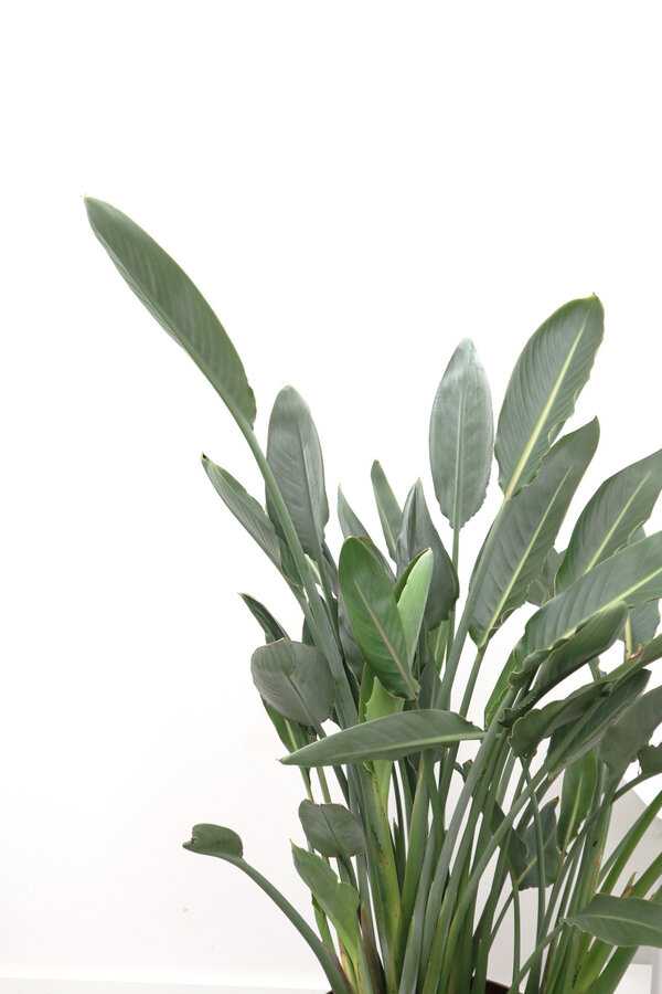 Strelitzia reginae  L